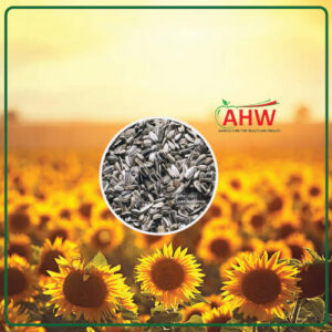 sun flower seeds